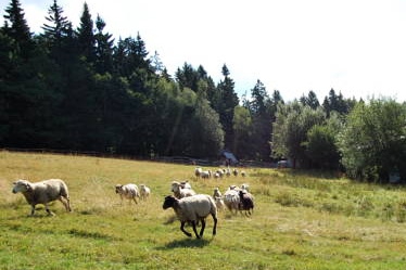 Roubenka (4)