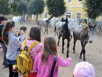 Vylet_Kladruby_Kazimirka_38