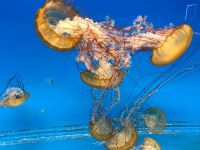 meduzy_06_result