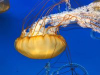 meduzy_09_result
